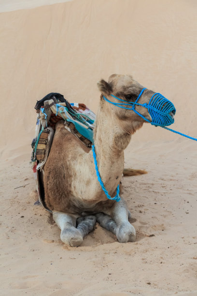骑上马鞍的骆驼图片下载