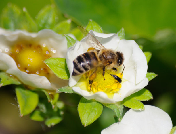 蜜蜂在草莓花图片下载