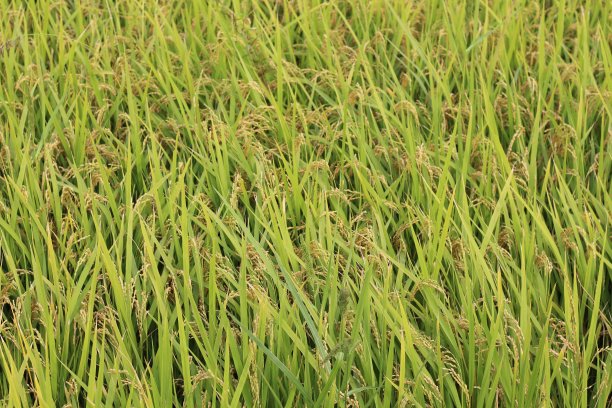 水稻图片下载