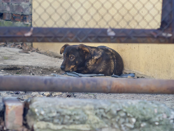 狗躺在地上等人图片下载