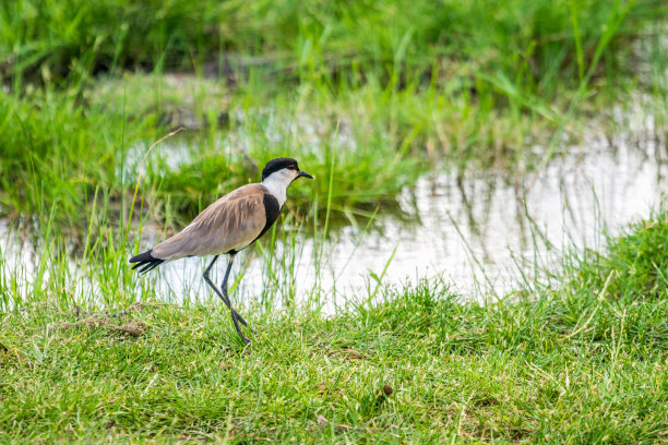 肯尼亚察沃西部国家公园的吉佩湖图片下载