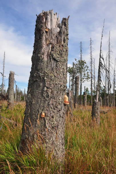 巴伐利亚森林国家公园的枯木图片下载