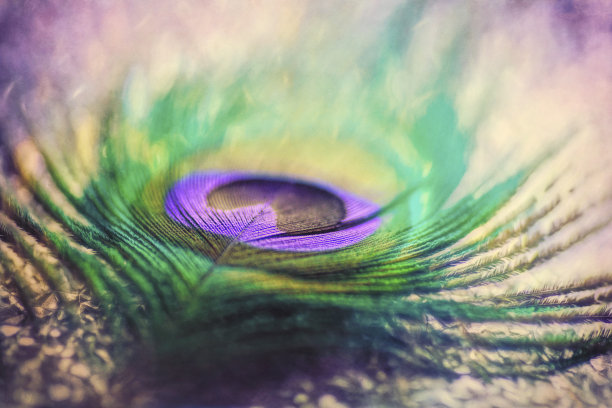 数码艺术，彩绘效果，孔雀羽毛，散景灯图片下载