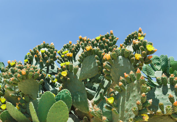 盛开的仙人掌图片下载