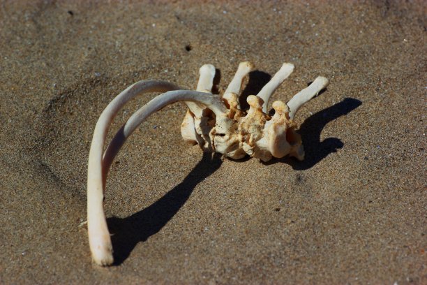 沙子里的骨头图片下载