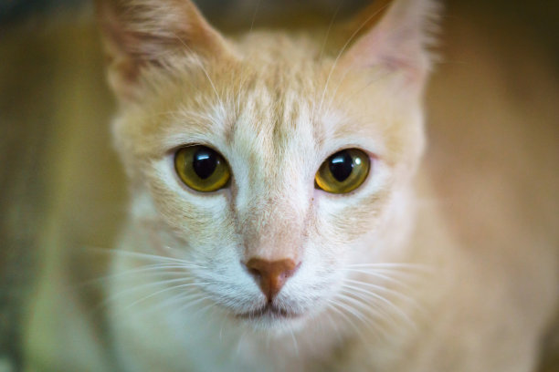 姜猫画像图片下载