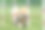 松狮犬在狗的敏捷性测试中图片下载