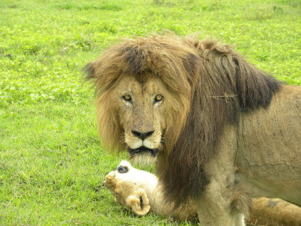 狮子的眼睛图片下载