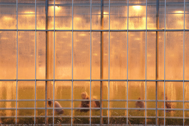 女士们正在温室里采摘鲜花，在燃烧的growlight装置下图片下载