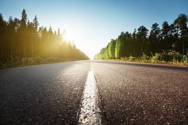 夏日森林中的路图片下载