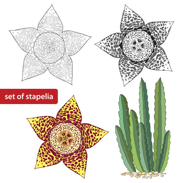 staapelia孤立在白色背景上。一系列不同的多肉植物图片下载