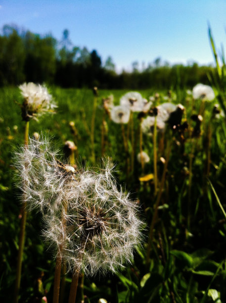 蒲公英图片下载