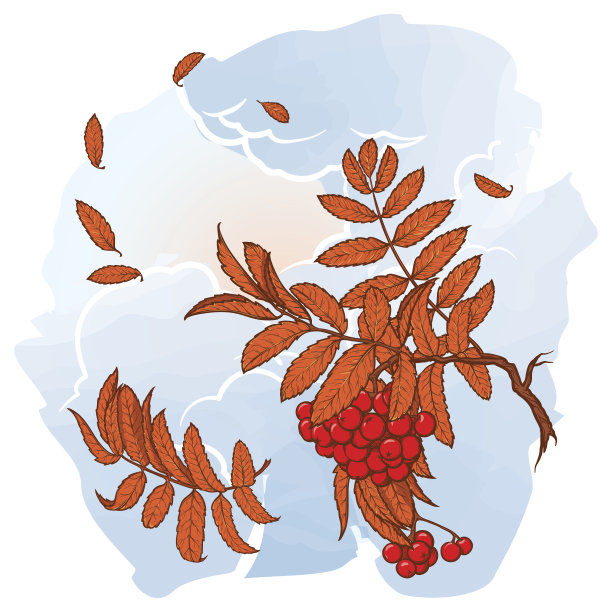 Rowanberry分支。素描水彩背景图片下载