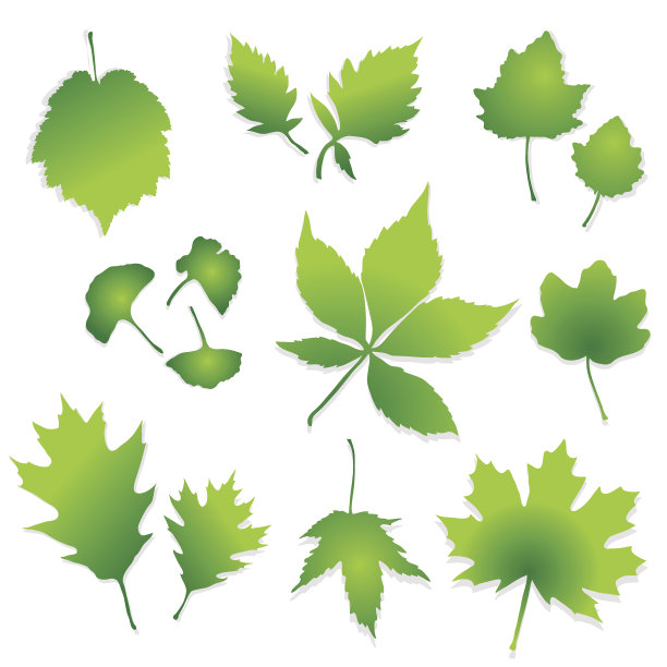 绿色的树叶图片下载