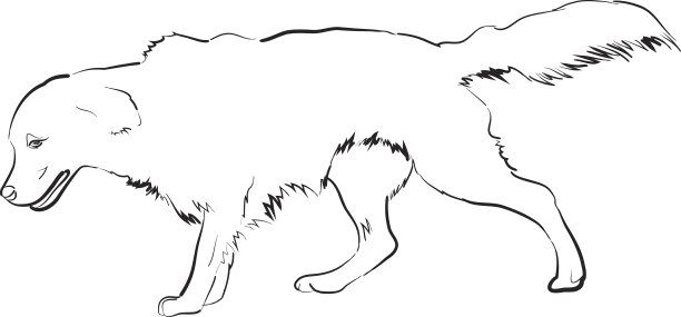 金毛猎犬图片下载