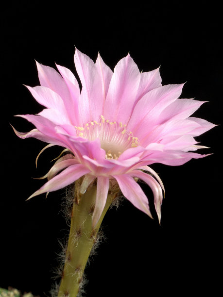 埃奇诺皮斯图片下载