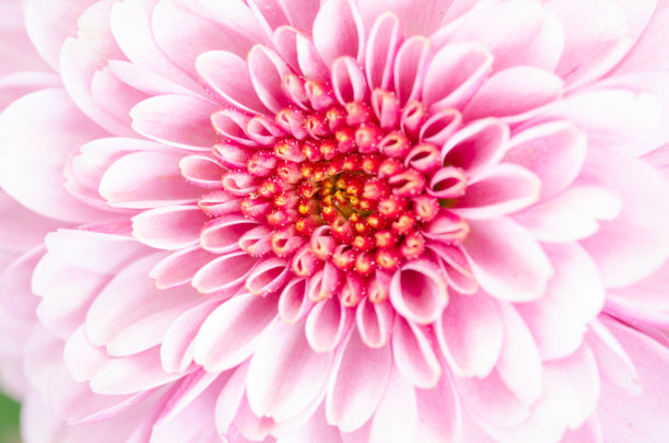 美丽的粉色花朵背景图片下载