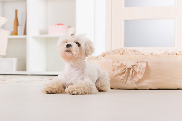 小狗躺在家里图片下载