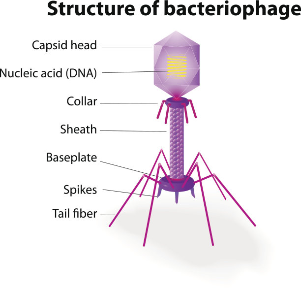 病毒噬菌体的结构素材图片
