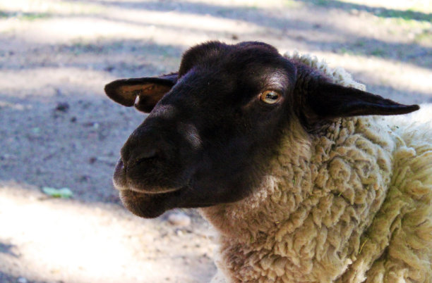 黑人面临着羊图片下载