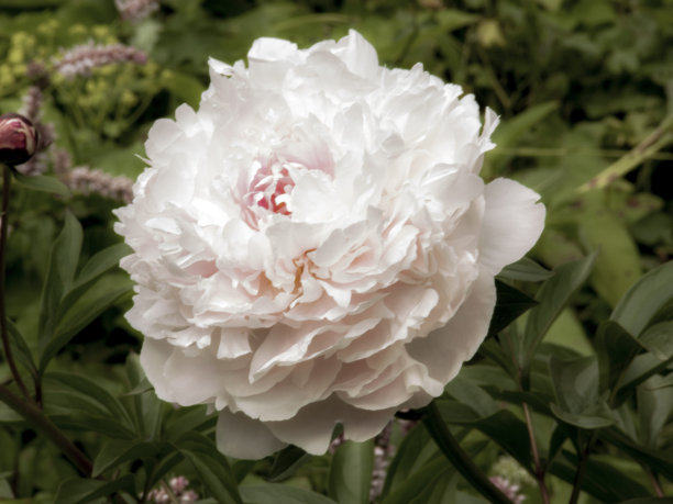 牡丹，粉红色和白色的花图片下载