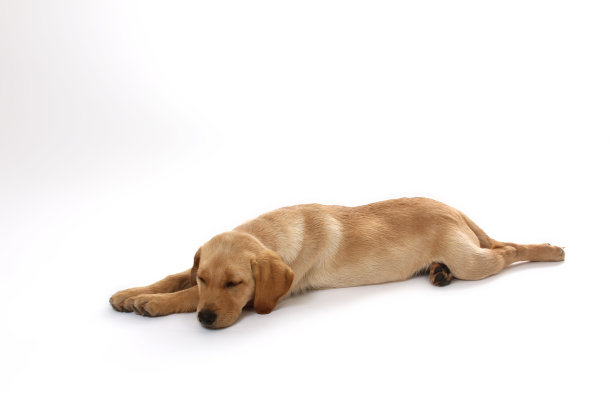 洪德-62图片下载