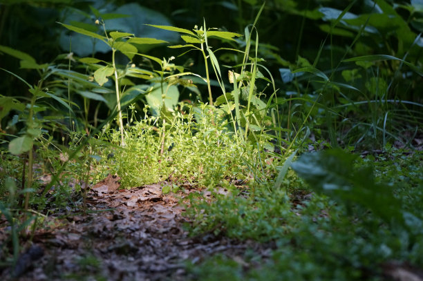 麦维琪诺在森林公园阴暗角落里的阳光明媚的草地上图片下载