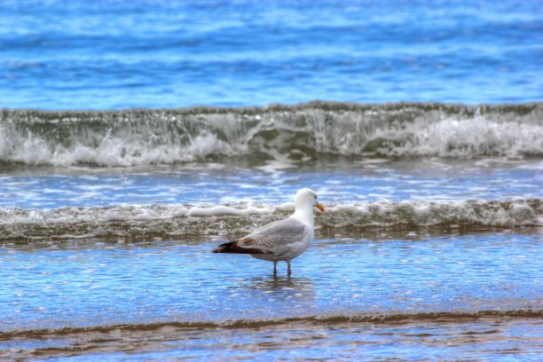 海鸥在冲浪。图片下载