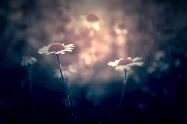 花在日落图片下载