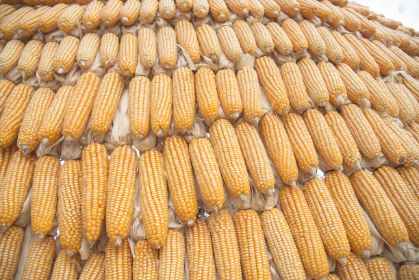 玉米谷物文摘图片下载