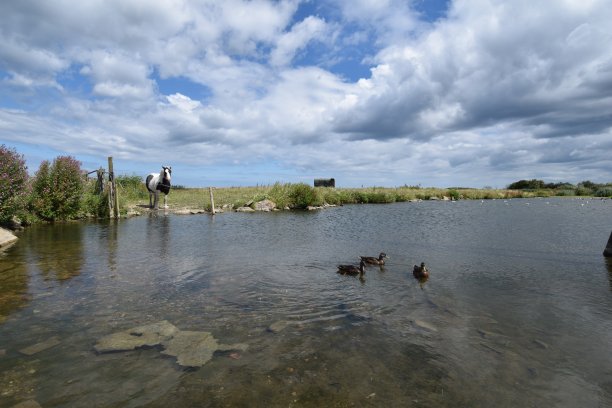 马旁的池塘，美丽的蓝天在乡间图片下载