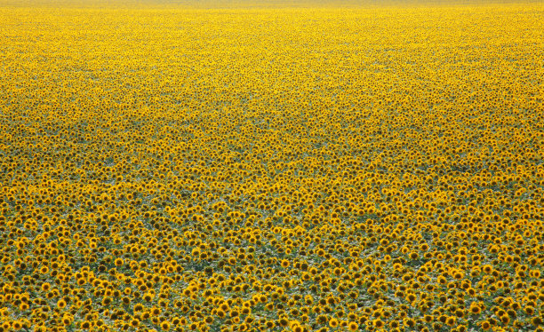 无尽的向日葵田图片下载