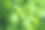 罗勒叶和水滴素材图片