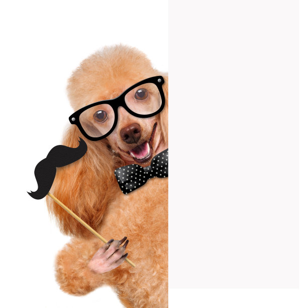 潮人的狗图片下载