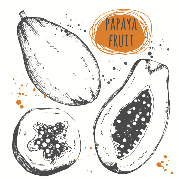 木瓜。一套手绘木瓜。新鲜的有机食品。图片下载