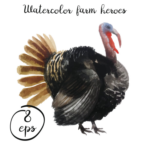 病媒农场家禽火鸡图片下载