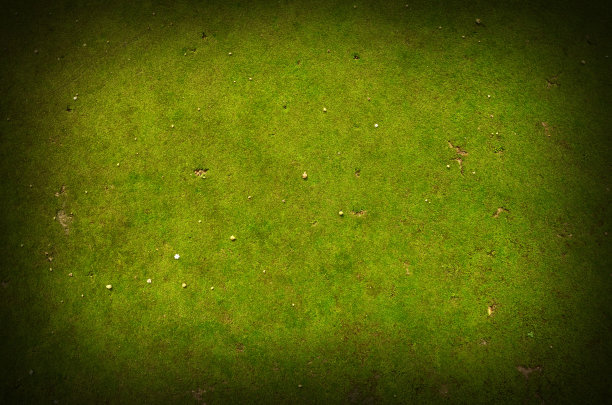 绿色背景图片下载