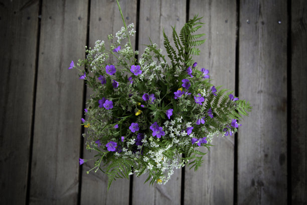 瑞典的花图片下载