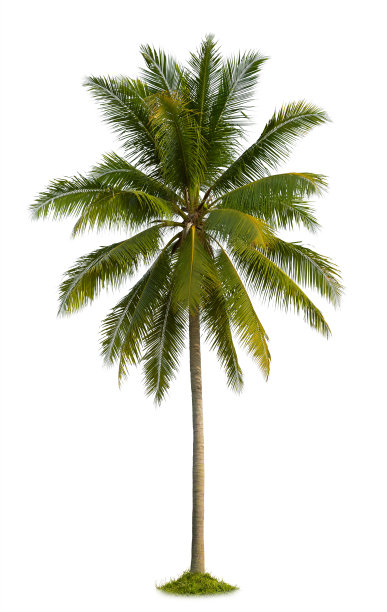 椰子树素材图片