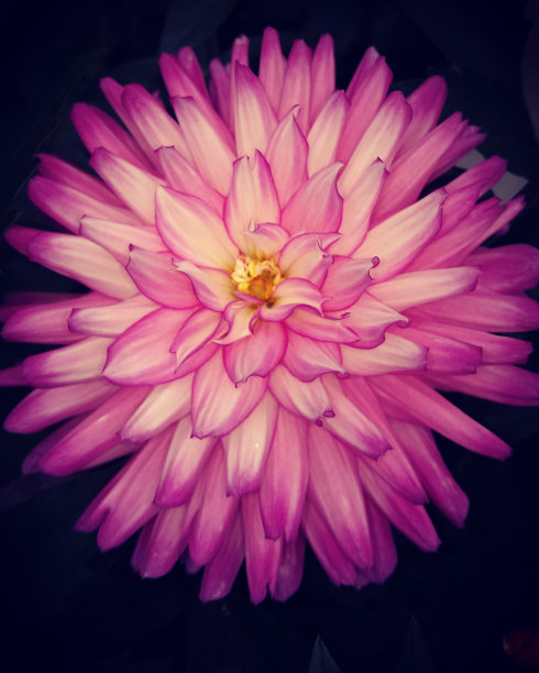 漂亮的花的细节图片下载