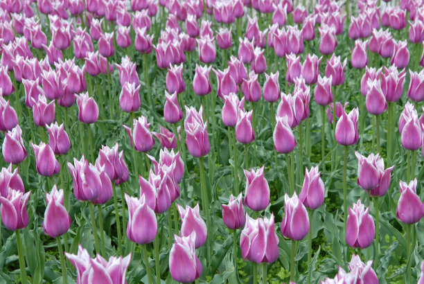 紫色郁金香图片下载