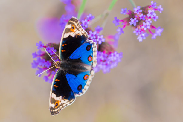 蝴蝶照片素材ID：131824168