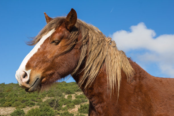 马对自然图片下载