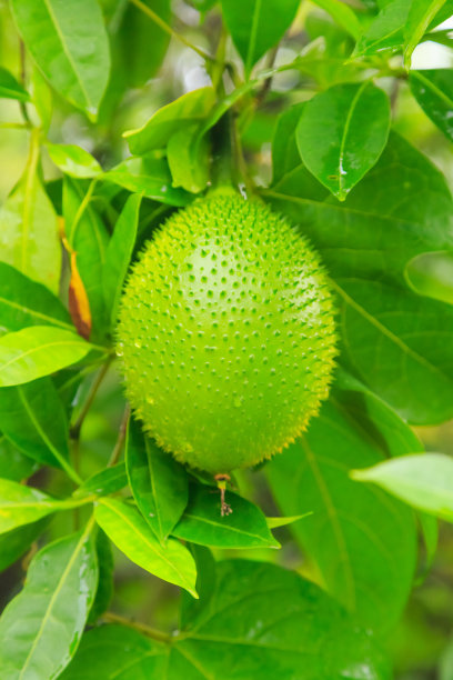 树上的年轻木鳖果图片下载