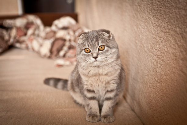 苏格兰折耳猫的猫图片下载
