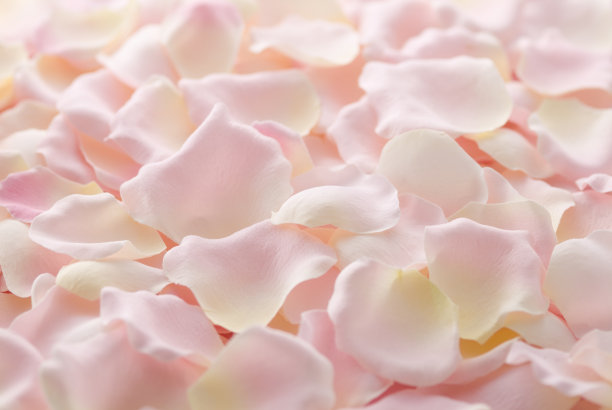 玫瑰花瓣照片素材ID：131847394