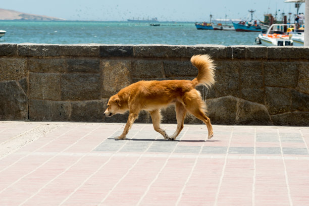 一只孤独的狗在太平洋海岸散步图片下载
