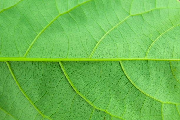 叶子纹理。抽象的叶子的背景。图片下载