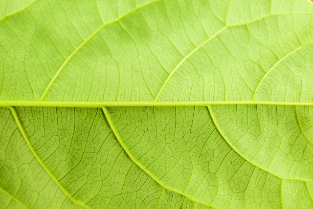 叶子纹理。抽象的叶子的背景。图片下载