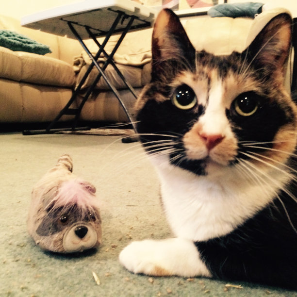 猫捉老鼠图片下载